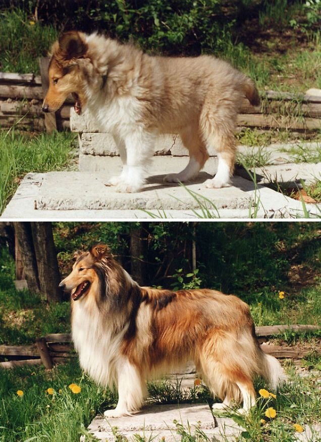Собаки раньше и сейчас (23 фото)