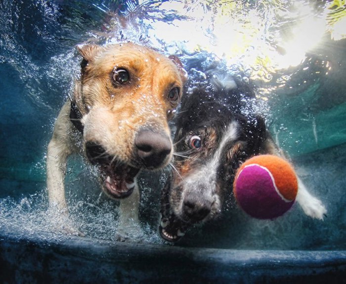Собаки под водой (23 фото)