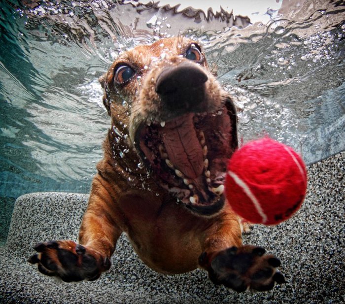 Собаки под водой (23 фото)