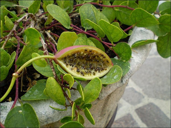 Как растут экзотические фрукты, овощи и пряности (32 фото)