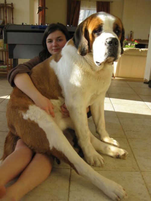 Самые большие собаки в мире (26 фото)