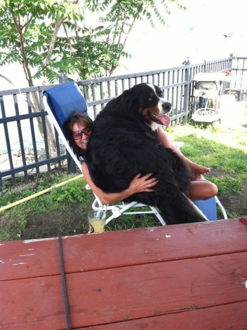 Самые большие собаки в мире (26 фото)