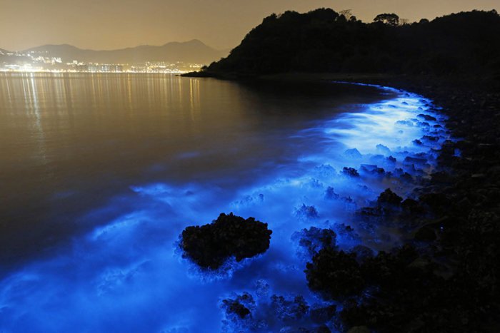 Светящийся планктон в Гонконге (4 фото)