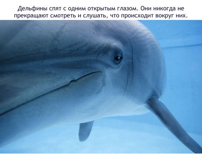 Факты о дельфинах (16 фото)