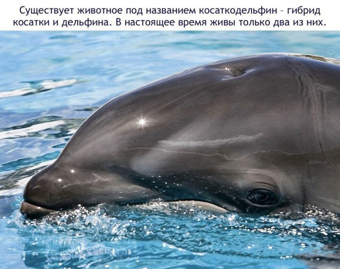 Факты о дельфинах (16 фото)
