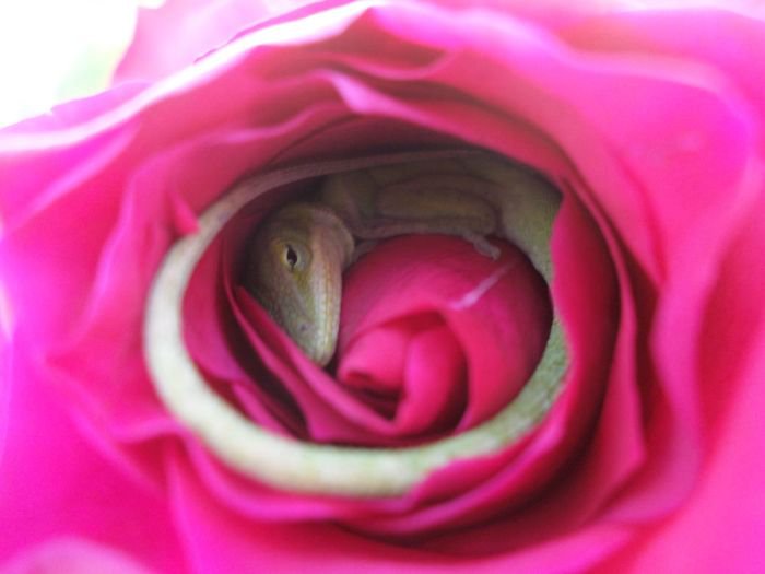 Сюрприз внутри розы (2 фото)