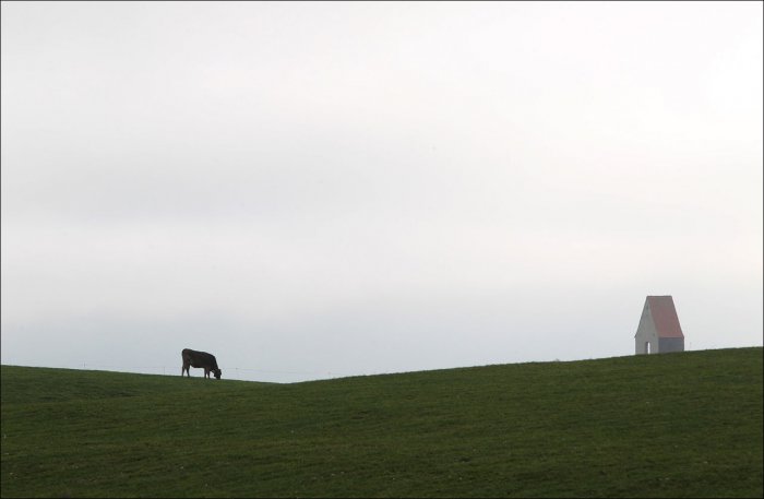 Такие разные коровы (36 фото)