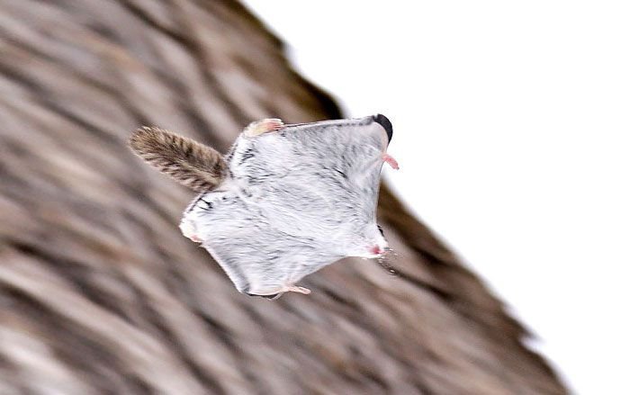 Сибирские белки-летяги (12 фото)