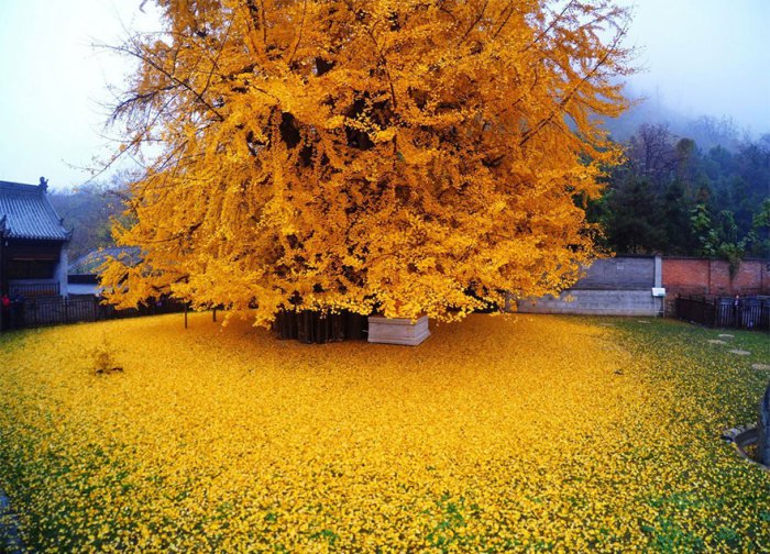 Золотые листья дерева гинкго (5 фото)
