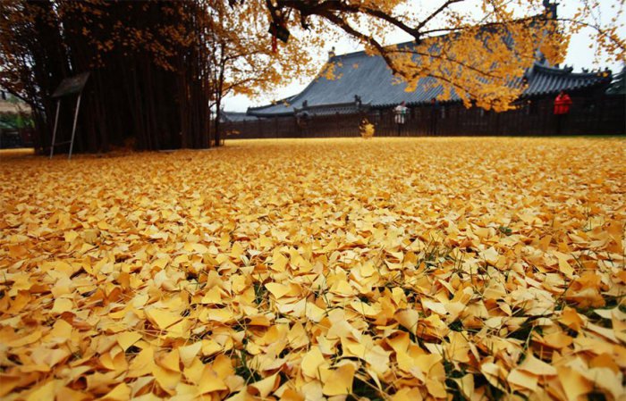 Золотые листья дерева гинкго (5 фото)