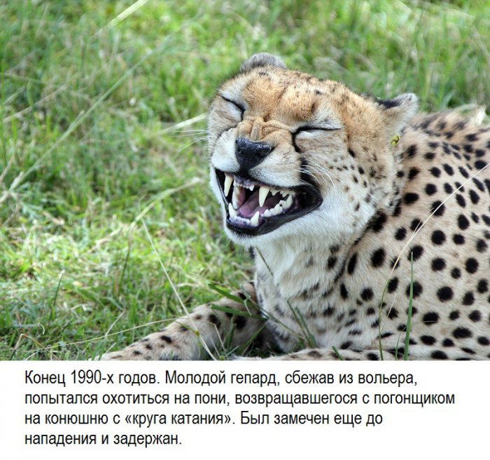 Побеги животных из Московского зоопарка (18 фото)