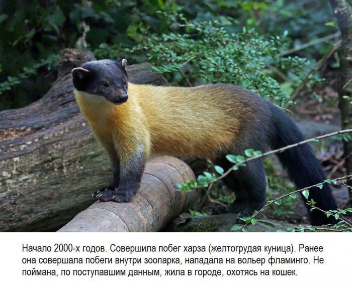 Побеги животных из Московского зоопарка (18 фото)