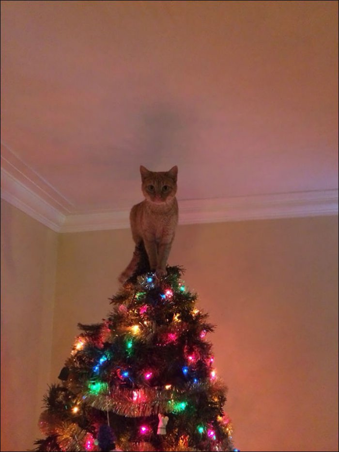 Коты и новогодние елки (14 фото)