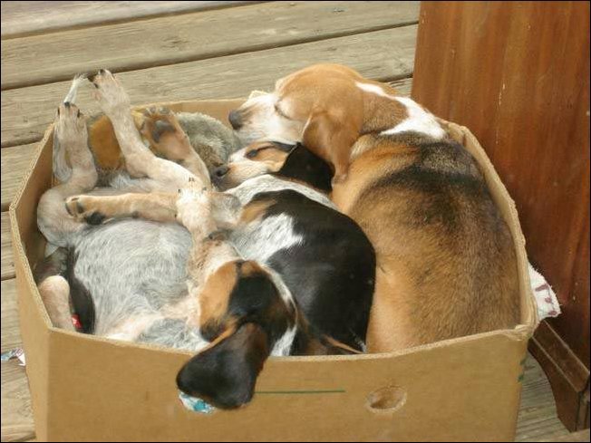 Собаки отдыхают где попало (32 фото)
