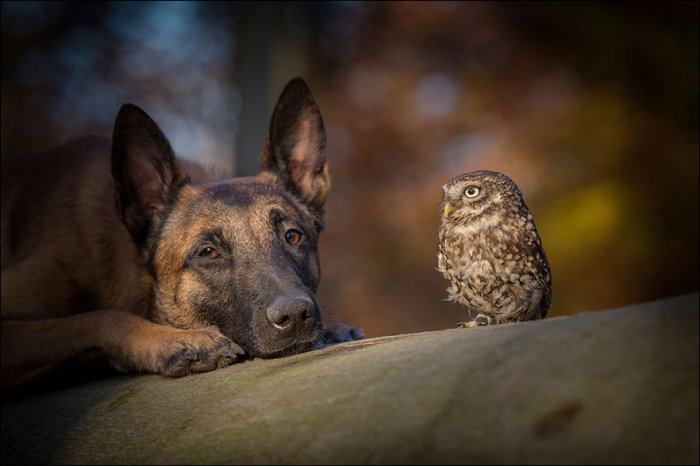 Дружба совы и овчарки (14 фото)