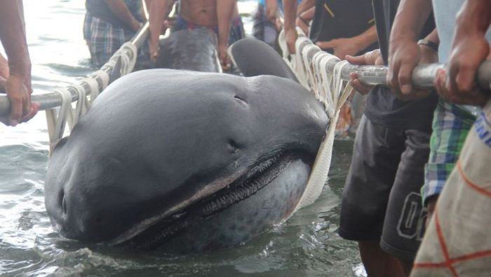 Необычная акула поймана на Филиппинах (4 фото)
