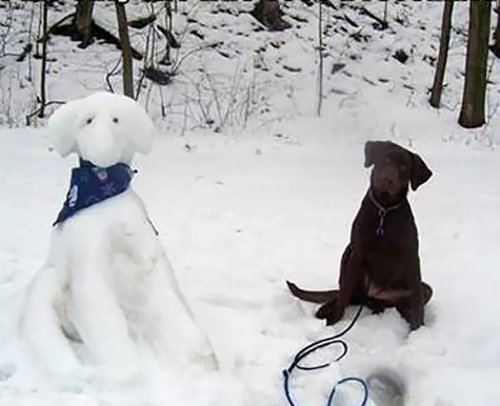 Снеговики в видео домашних животных (11 фото)