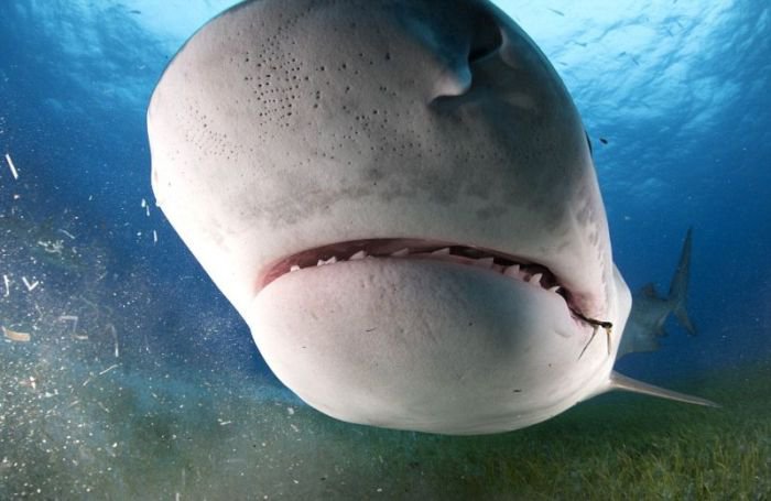 Глазами жертвы акулы (11 фото)