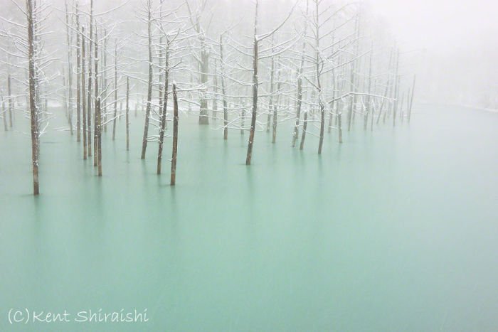 Голубой пруд в Японии (14 фото)