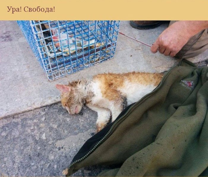 Спасение застрявшего кота (10 фото)