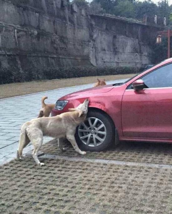 Голодные собаки против машины (4 фото)
