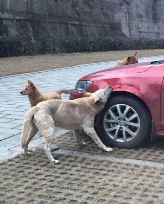 Голодные собаки против машины (4 фото)