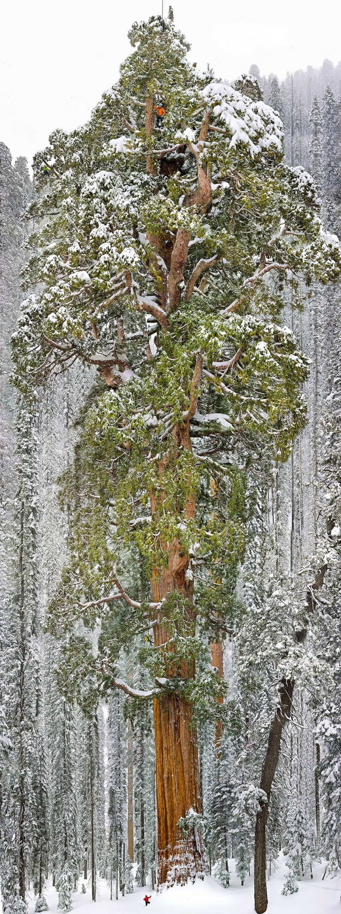 Невероятные деревья (19 фото)