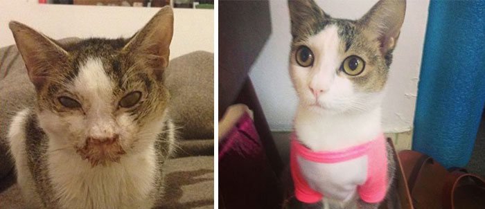 Коты. До и после (30 фото)