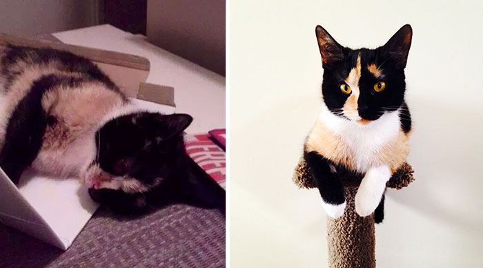 Коты. До и после (30 фото)