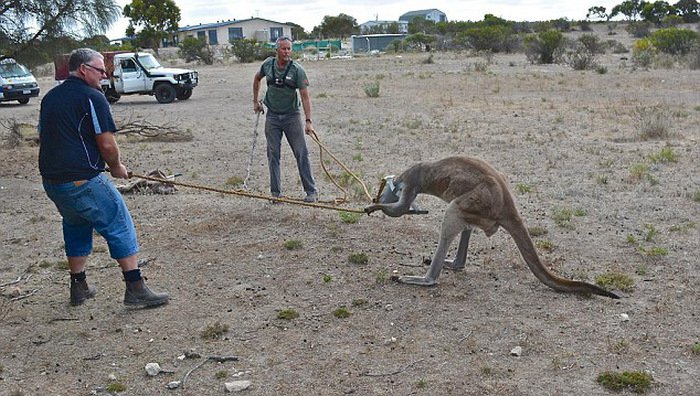 Попытки спасти кенгуру (5 фото)