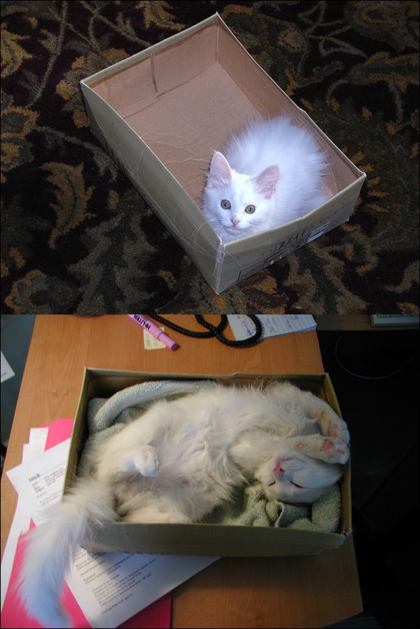 Коты раньше и сейчас (14 фото)