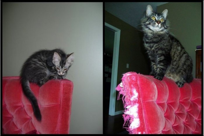 Коты раньше и сейчас (14 фото)