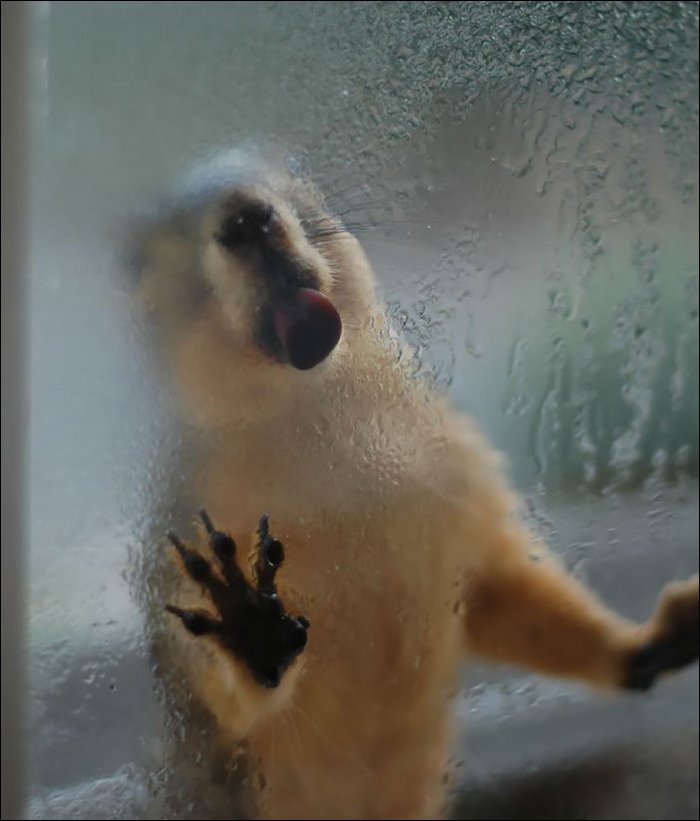 Животные лижут стекло (19 фото)