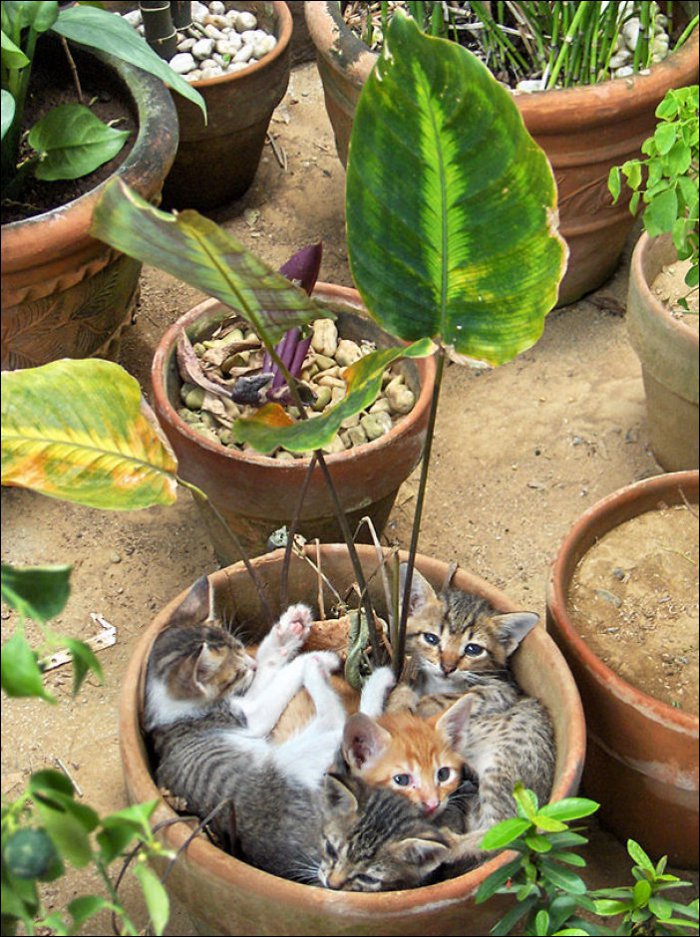 Коты в горшках (17 фото)
