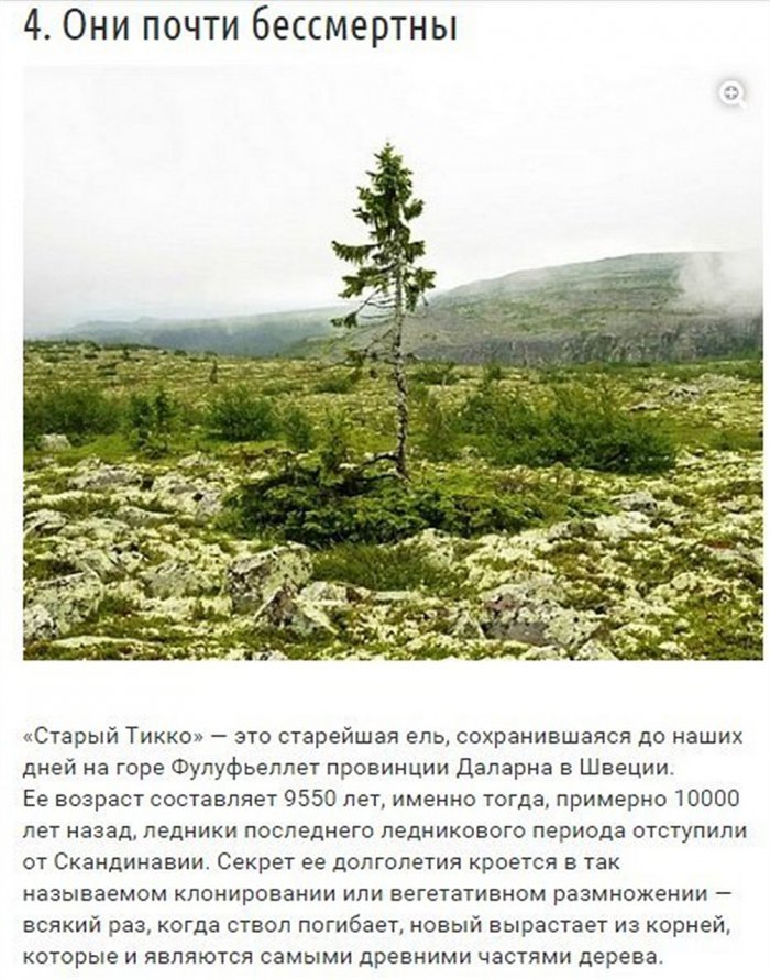 Факты о деревьях (9 фото)