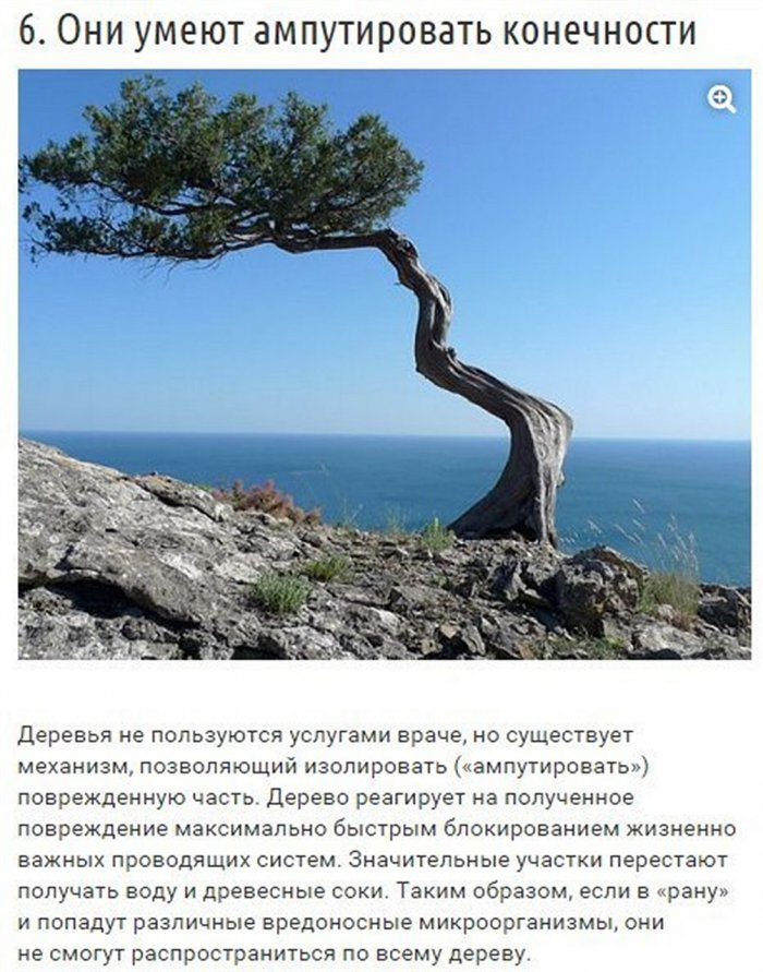Факты о деревьях (9 фото)