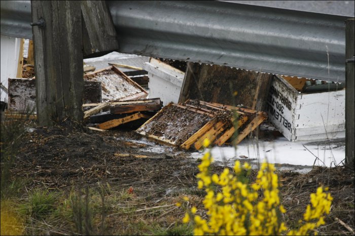 Авария грузовика с пчелами (11 фото)