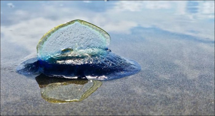 Тысячи медуз на пляжах Орегона (5 фото)