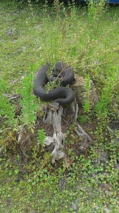 Не стоит целовать ядовитую змею (9 фото)