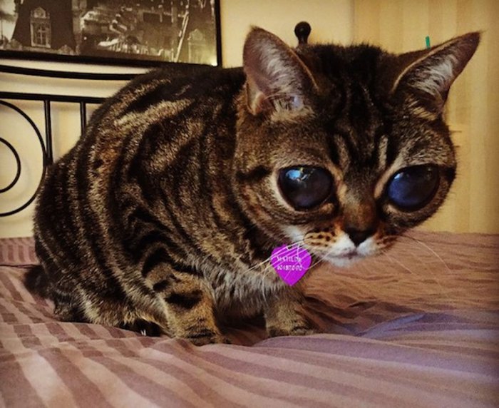 Кошка-инопланетянин (6 фото)