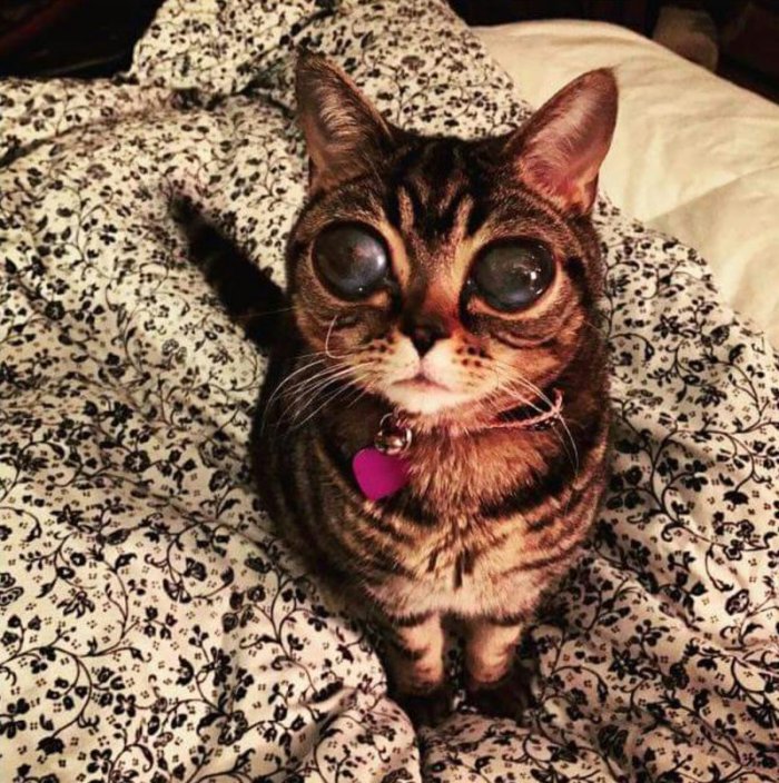 Кошка-инопланетянин (6 фото)