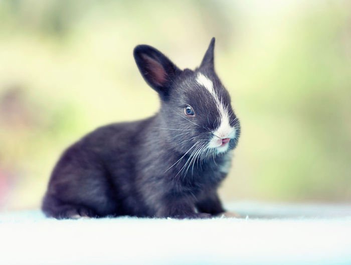 Кролик в первый месяц жизни (16 фото)