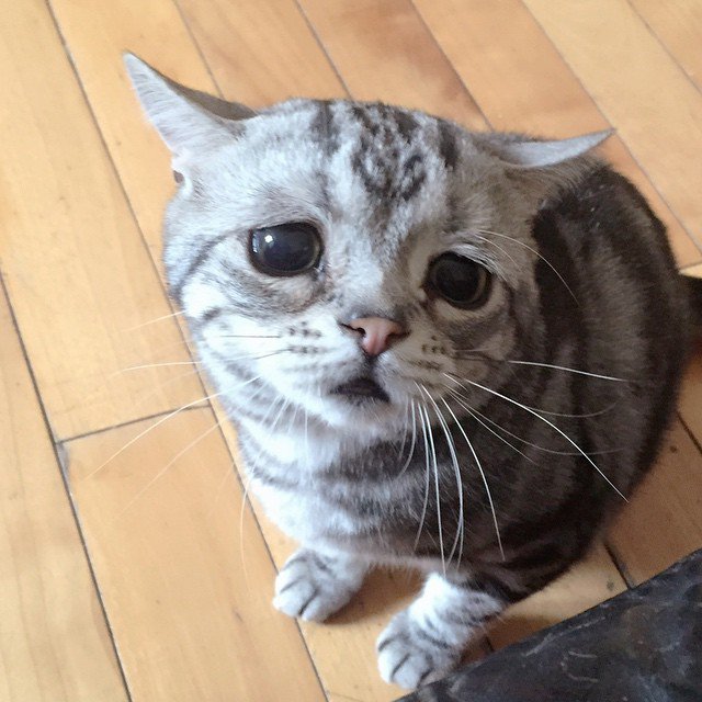 Очень грустный котэ (14 фото)