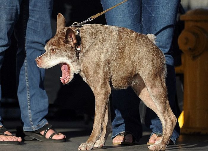 Самая страшная собака в мире 2015 (6 фото)