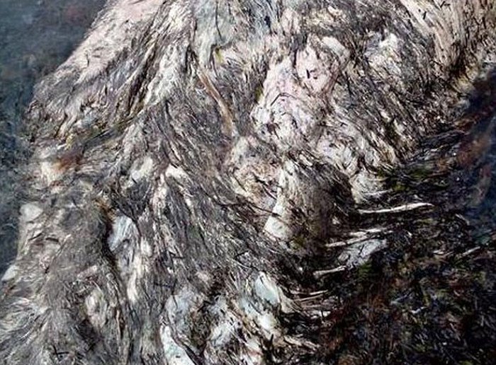 Неизвестное животное выбросило на берег Сахалина (5 фото)