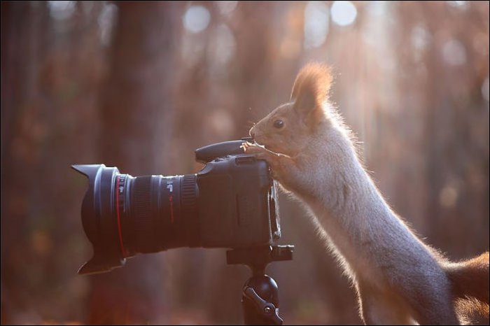 Животные-фотографы (20 фото)