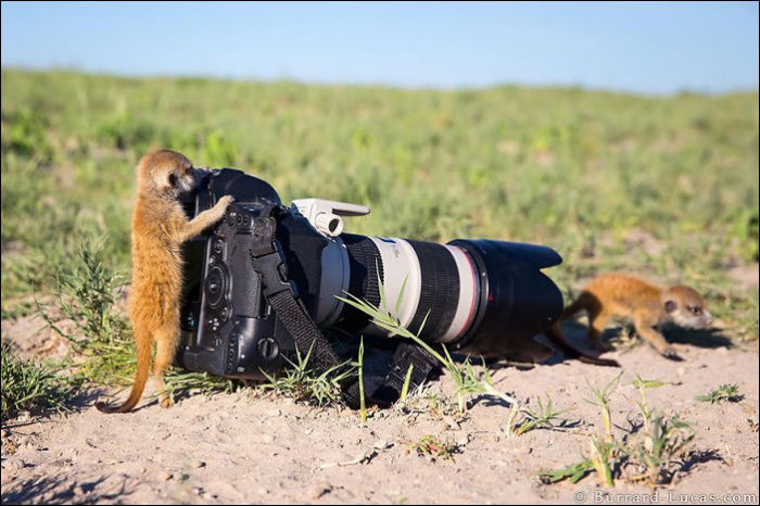 Животные-фотографы (20 фото)