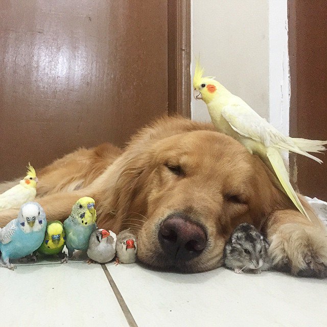 Пес и его друзья (23 фото)