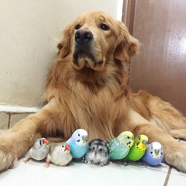 Пес и его друзья (23 фото)
