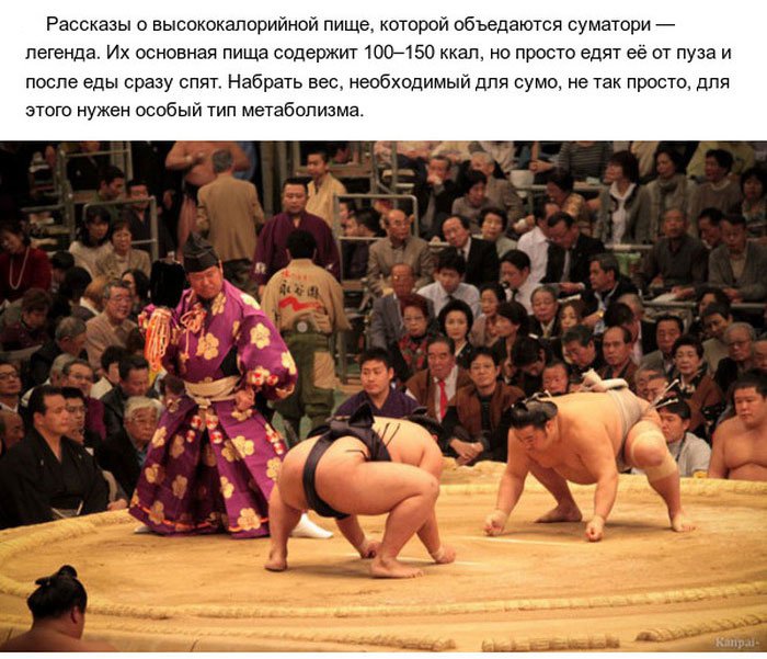 Факты о сумо (10 фото)